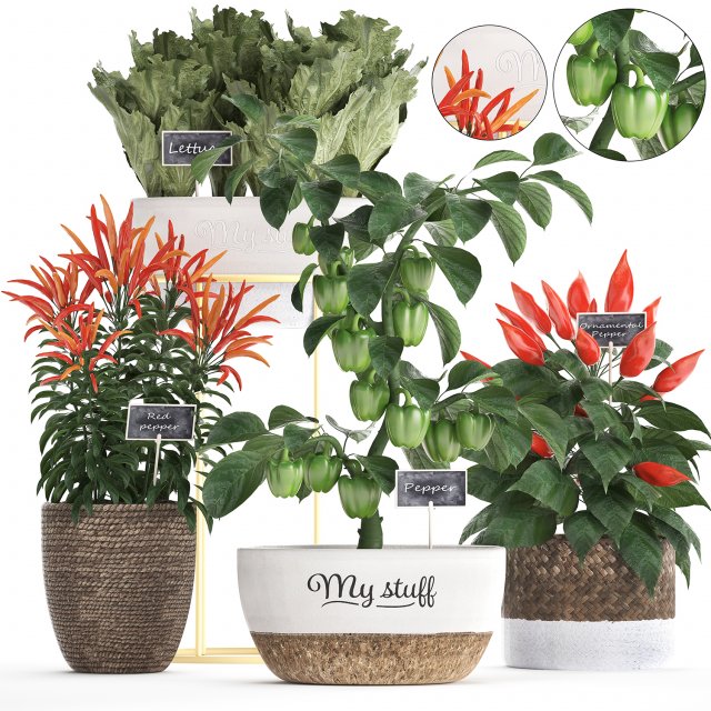 decorative plants for the kitchen 387 pepper Modelo 3D .c4d .max .obj .3ds .fbx .stl .blend 