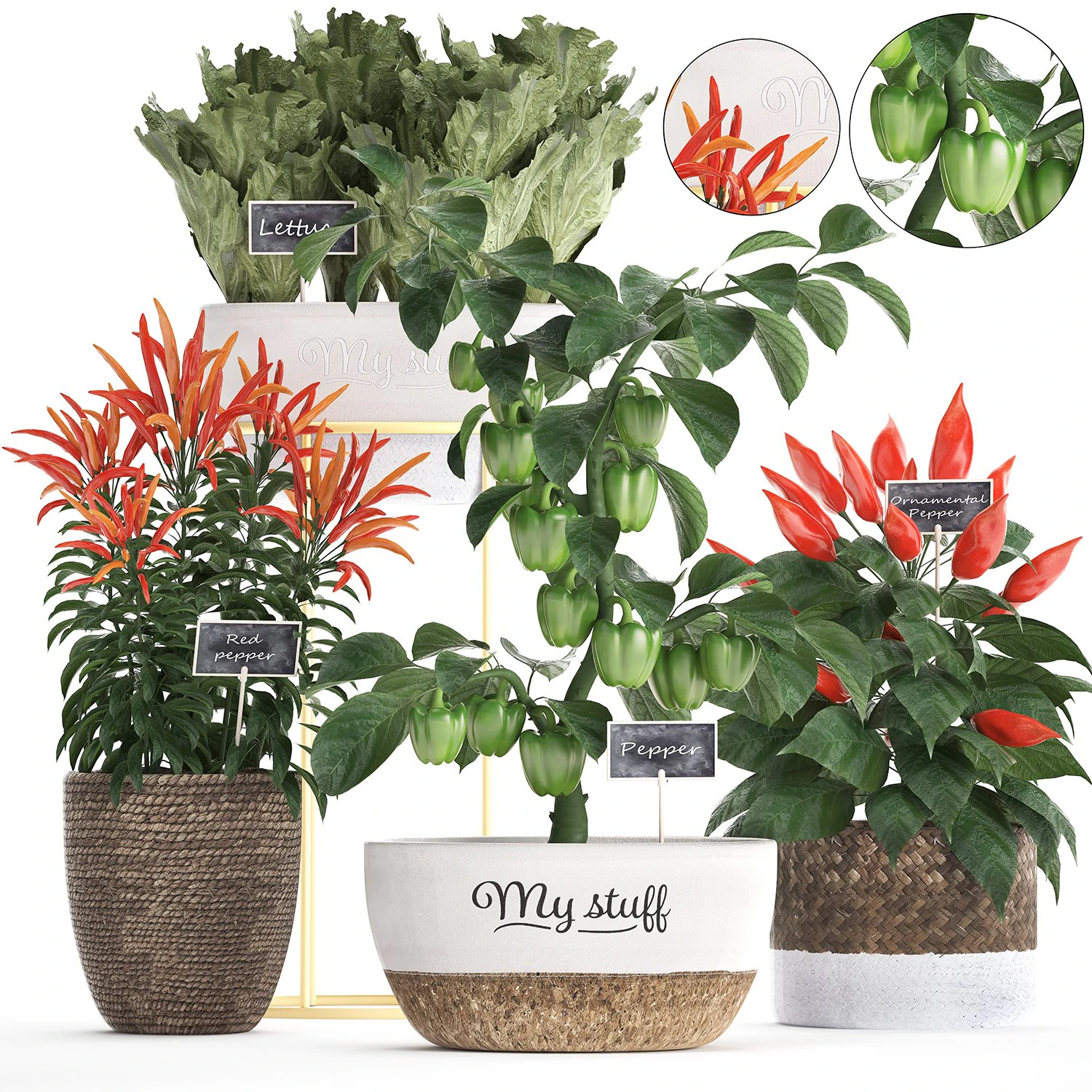 decorative plants for the kitchen 387 pepper 3D Model .c4d .max .obj .3ds .fbx .stl .blend 