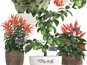 decorative plants for the kitchen 387 pepper 3D मॉडल
