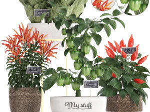 tanaman hias untuk dapur 387 lada Model 3D