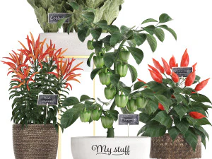 decorative plants for the kitchen 387 pepper 3D Model