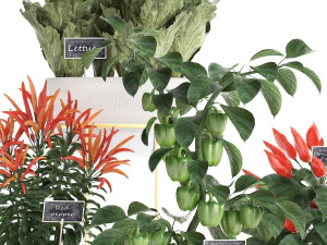 decorative plants for the kitchen 387 pepper 3D Model