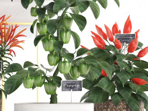 decorative plants for the kitchen 387 pepper 3D Model