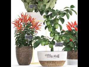 decorative plants for the kitchen 387 pepper Modelo 3D