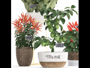 decorative plants for the kitchen 387 pepper 3D Model