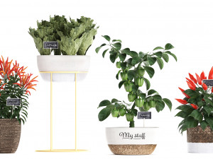 decorative plants for the kitchen 387 pepper Modelo 3D