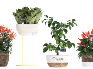decorative plants for the kitchen 387 pepper 3D Model