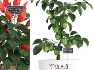 decorative plants for the kitchen 387 pepper Modelo 3D
