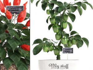 decorative plants for the kitchen 387 pepper 3D Model