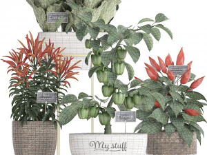 decorative plants for the kitchen 387 pepper 3D Model