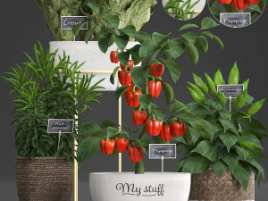 tanaman hias untuk dapur 388 lada Model 3D