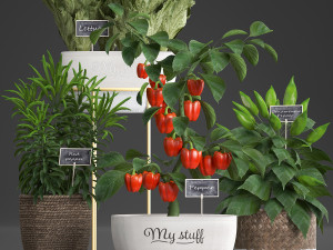 decorative plants for the kitchen 388 pepper Model 3D