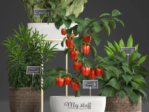 decorative plants for the kitchen 388 pepper 3D Model