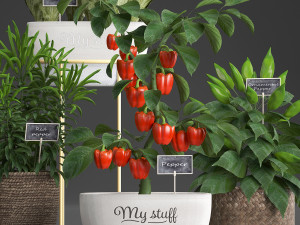 decorative plants for the kitchen 388 pepper Model 3D