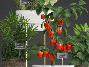 decorative plants for the kitchen 388 pepper Model 3D