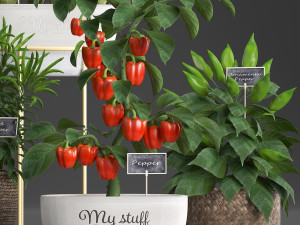 decorative plants for the kitchen 388 pepper Model 3D