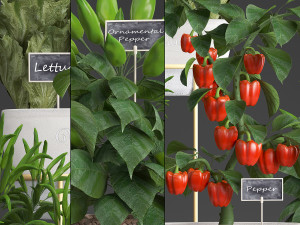 decorative plants for the kitchen 388 pepper Model 3D