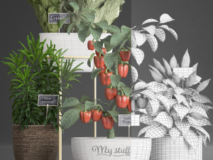 decorative plants for the kitchen 388 pepper Model 3D