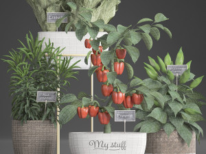 decorative plants for the kitchen 388 pepper Model 3D