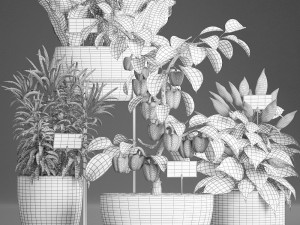 decorative plants for the kitchen 388 pepper Model 3D