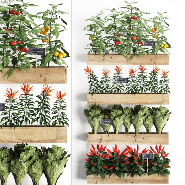 decorative plants for the kitchen on wooden box 45 3D Модель .c4d .max .obj .3ds .fbx .stl .blend 