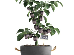 decorative pepper 389 3D Model