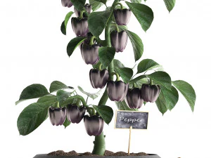 decorative pepper 389 3D Model