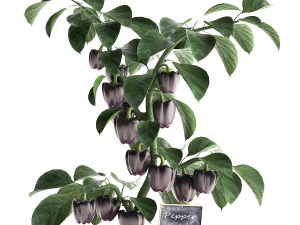 decorative pepper 389 3D Model