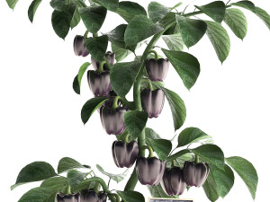 decorative pepper 389 Modelo 3D