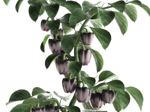 decorative pepper 389 3D Model