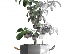 decorative pepper 389 3D Model