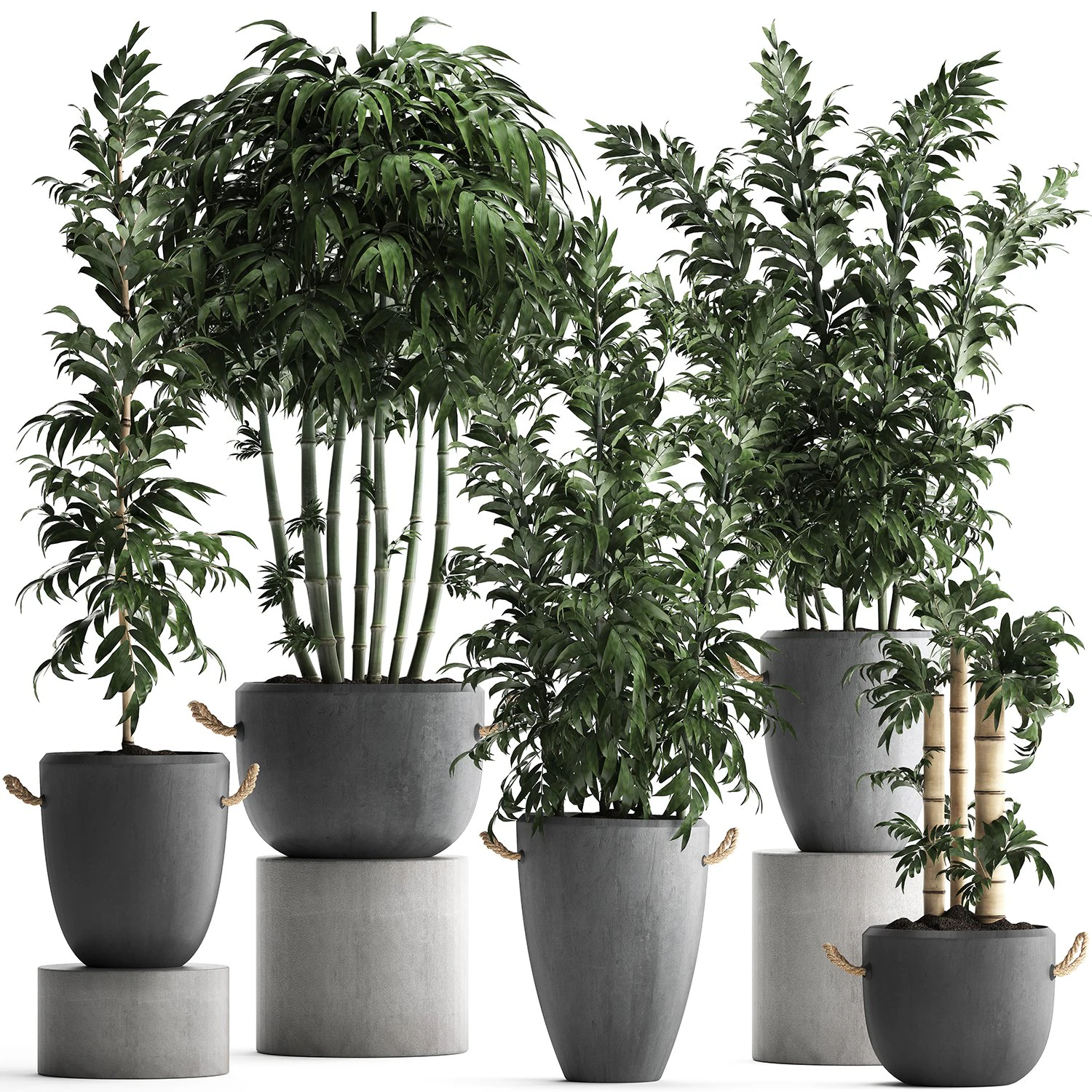collection of exotic bamboo plants 390 3D Model .c4d .max .obj .3ds .fbx .stl .blend 