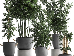 collection of exotic bamboo plants 390 3D Model