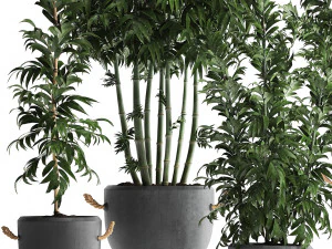 collection of exotic bamboo plants 390 3D Model