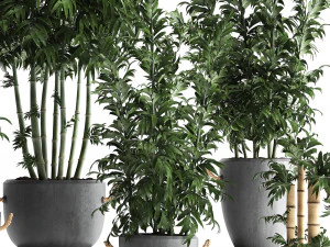 collection of exotic bamboo plants 390 3D Model