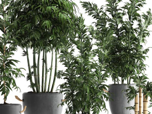 collection of exotic bamboo plants 390 3D Model