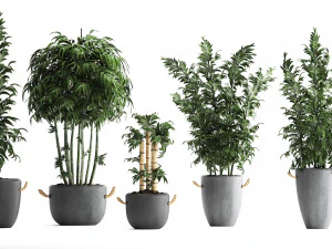 collection of exotic bamboo plants 390 3D Model