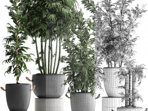 collection of exotic bamboo plants 390 3D Model