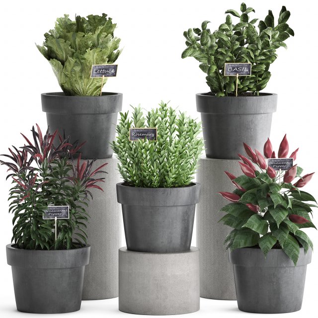 decorative plants for the kitchen 391 3D Model .c4d .max .obj .3ds .fbx .stl .blend 