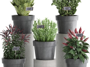 decorative plants for the kitchen 391 3D Model