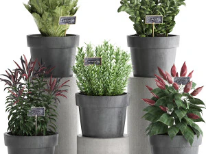 tanaman hias untuk dapur 391 Model 3D