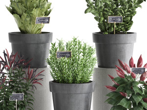 decorative plants for the kitchen 391 3D Model