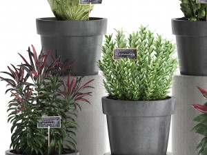 decorative plants for the kitchen 391 3D Model