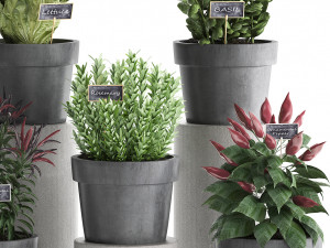 decorative plants for the kitchen 391 3D Model