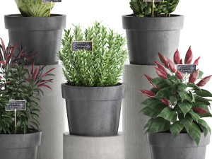 decorative plants for the kitchen 391 3D Model