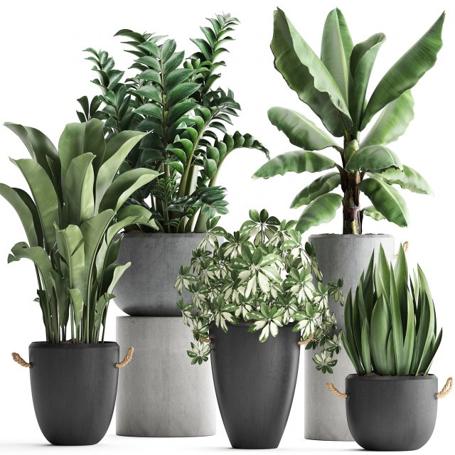 collection of exotic plants 392 Model 3D .c4d .max .obj .3ds .fbx .stl .blend 