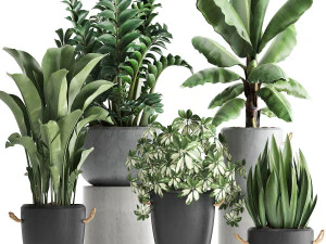 kolekcja roślin egzotycznych 392 Model 3D