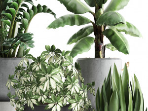 collection of exotic plants 392 Model 3D