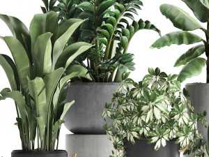 collection of exotic plants 392 Model 3D