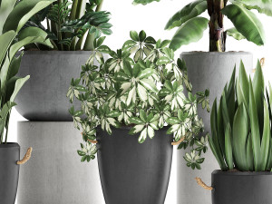 collection of exotic plants 392 Model 3D